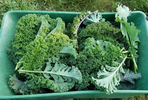 How many protein are in kale, spring greens & cashew - calories, carbs, nutrition