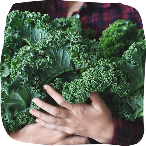 How many protein are in kale sprouts - calories, carbs, nutrition