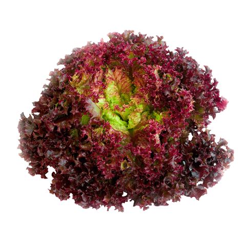 How many protein are in lollo rosso - calories, carbs, nutrition