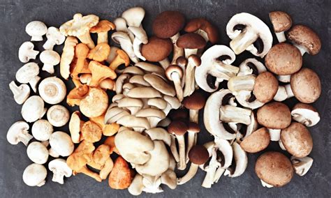 How many protein are in mushroom bisque (mindful) - calories, carbs, nutrition