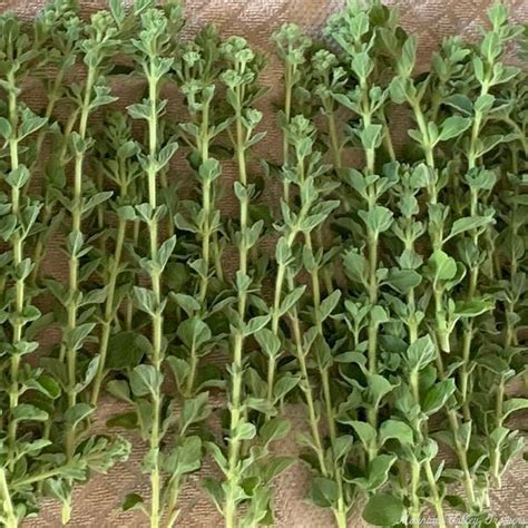 How many protein are in oregano fresh stemmed 1 tsp - calories, carbs, nutrition