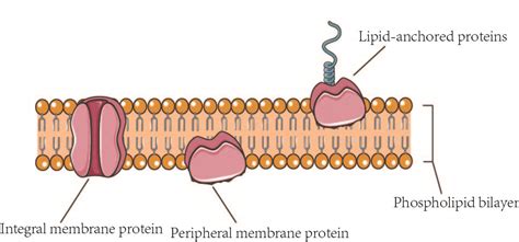 How many protein are in pan integral - calories, carbs, nutrition