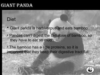 How many protein are in panda - calories, carbs, nutrition