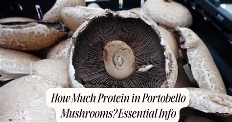 How many protein are in portobello mushroom ragout - calories, carbs, nutrition