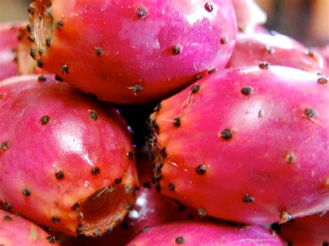 How many protein are in prickly pears, raw - calories, carbs, nutrition