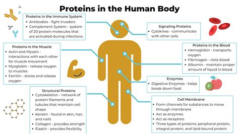 How many protein are in protein break - calories, carbs, nutrition