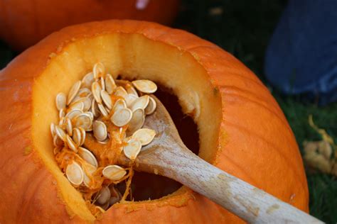 How many protein are in pumpkin delight - calories, carbs, nutrition