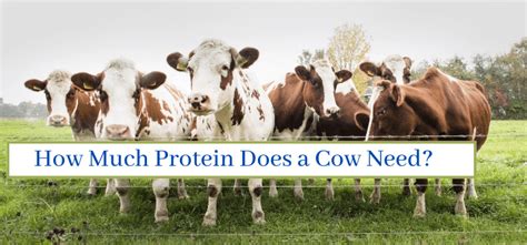 How many protein are in skinny cow - calories, carbs, nutrition