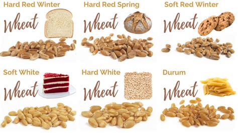 How many protein are in soft wheat - calories, carbs, nutrition