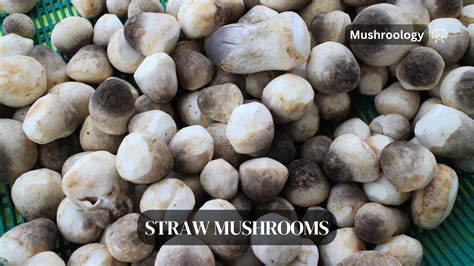 How many protein are in straw mushrooms (74415.0) - calories, carbs, nutrition