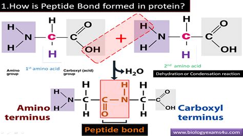 How many protein are in total peptide - calories, carbs, nutrition