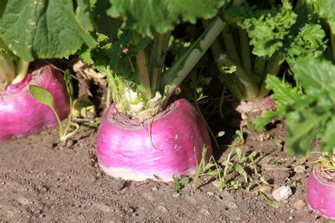 How many protein are in turnips with garden vegetables - calories, carbs, nutrition