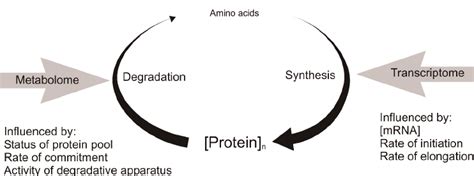 How many protein are in turnover - calories, carbs, nutrition