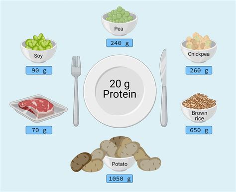 How many protein are in whole meal - calories, carbs, nutrition