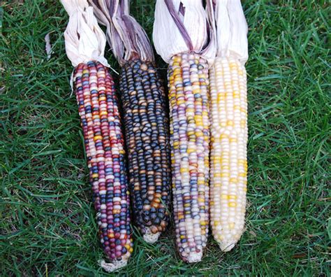 How many sugar are in aztec corn, steamed - calories, carbs, nutrition