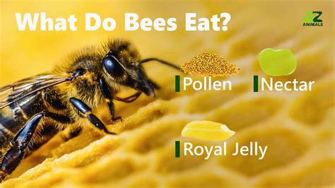 How many sugar are in bee honey - calories, carbs, nutrition