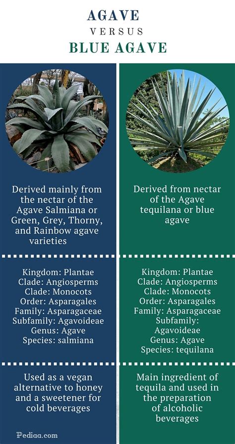 How many sugar are in blue agave - calories, carbs, nutrition