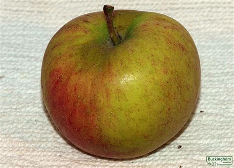 How many sugar are in braeburn apple - 1 medium - calories, carbs, nutrition