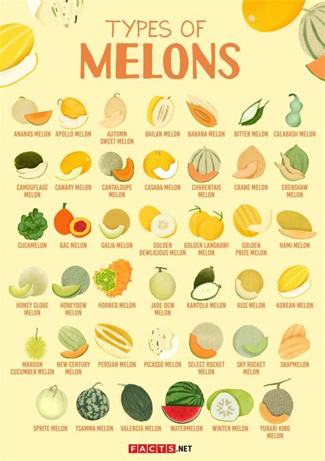 How many sugar are in cantaloupe (30664.0) - calories, carbs, nutrition