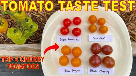 How many sugar are in cherry tomatoes - calories, carbs, nutrition