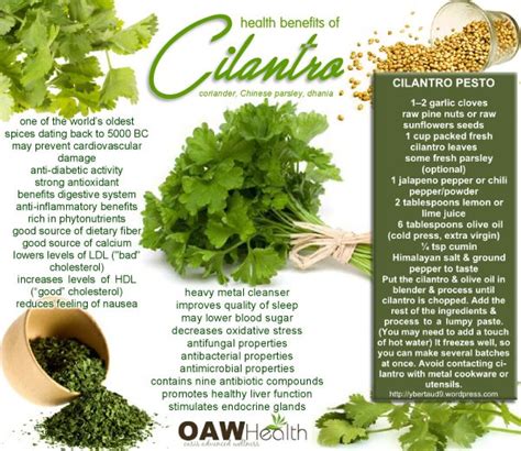 How many sugar are in cilantro leaf 1 tsp - calories, carbs, nutrition