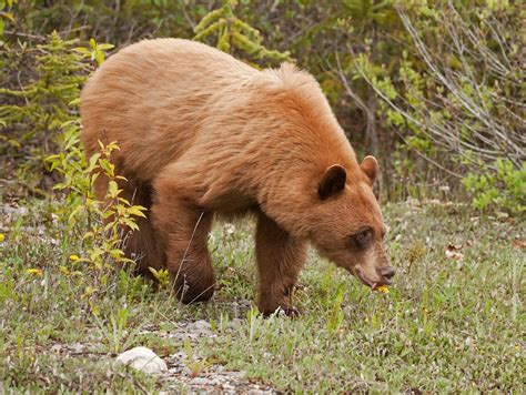 How many sugar are in cinnamon bears - calories, carbs, nutrition
