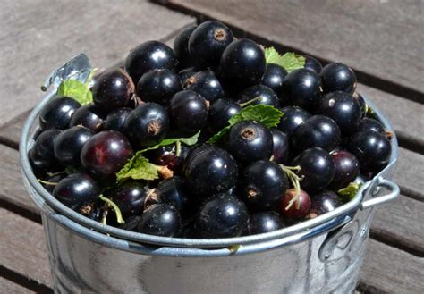 How many sugar are in currants, european black, raw - calories, carbs, nutrition