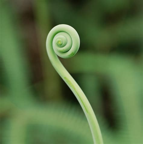 How many sugar are in fiddlehead ferns - calories, carbs, nutrition