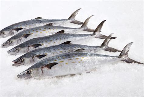 How many sugar are in fish, mackerel, spanish, raw - calories, carbs, nutrition