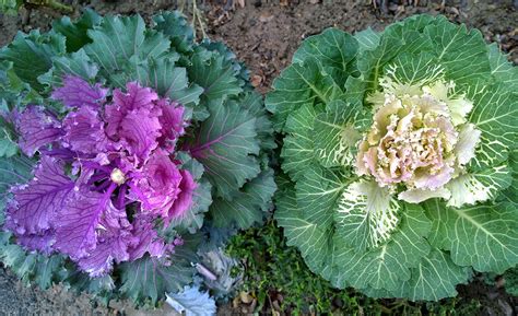 How many sugar are in fresh flowering kale - calories, carbs, nutrition