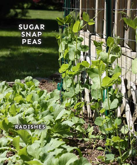 How many sugar are in garden peas - calories, carbs, nutrition