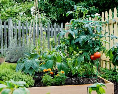How many sugar are in garden tomato and basil - calories, carbs, nutrition