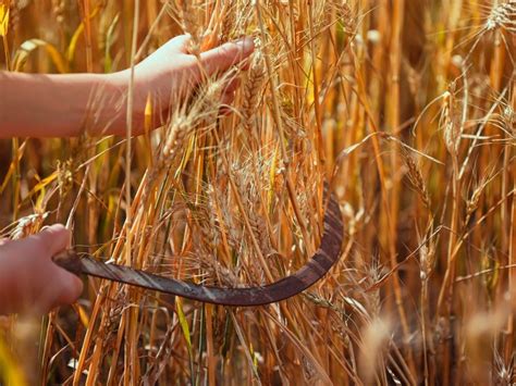 How many sugar are in harvest grains - calories, carbs, nutrition