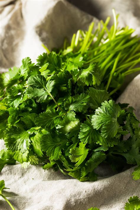 How many sugar are in herb cilantro fresh - calories, carbs, nutrition