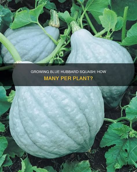 How many sugar are in hubbard squash - calories, carbs, nutrition