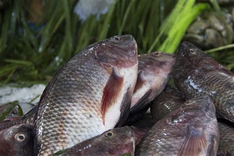 How many sugar are in mato-grosso style tilapia - calories, carbs, nutrition