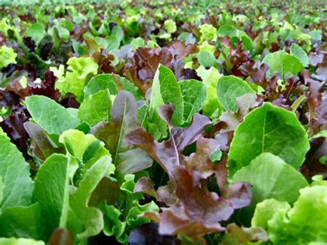 How many sugar are in mixed greens with mesclun - calories, carbs, nutrition