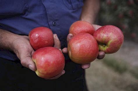 How many sugar are in pink lady medium - calories, carbs, nutrition