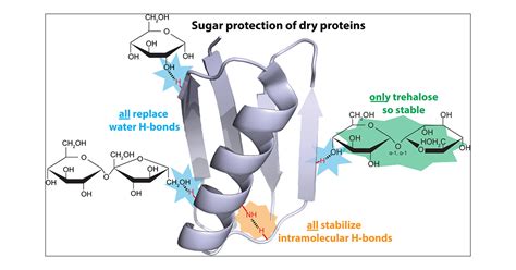 How many sugar are in protein shot - calories, carbs, nutrition