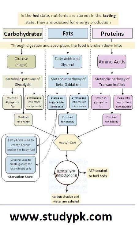 How many sugar are in protein water - calories, carbs, nutrition
