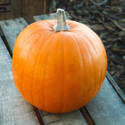 How many sugar are in pumpkin - calories, carbs, nutrition