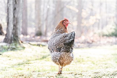 How many sugar are in quarter chicken health check - calories, carbs, nutrition