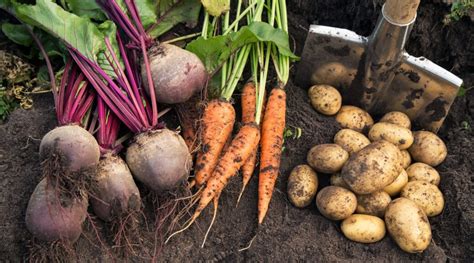 How many sugar are in sand vegetables winter harvest griller - calories, carbs, nutrition