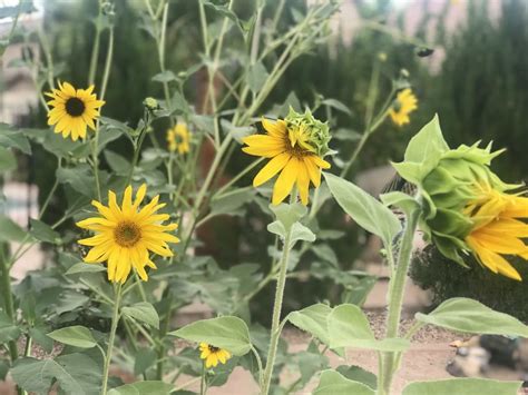 How many sugar are in seeds sunflower - calories, carbs, nutrition