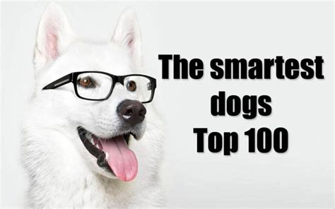 How many sugar are in smart dog - calories, carbs, nutrition