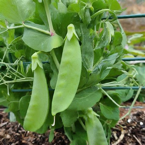 How many sugar are in snow pea pods - calories, carbs, nutrition