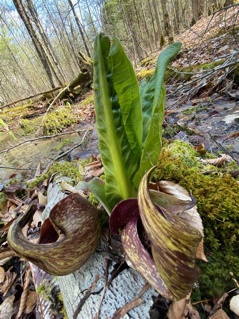 How many sugar are in swamp cabbage, (skunk cabbage), raw - calories, carbs, nutrition