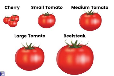 How many sugar are in tomato plum sliced 3/8