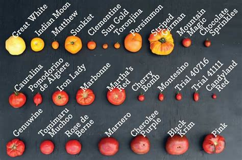 How many sugar are in tomatoes 6x6 stuffed ea - calories, carbs, nutrition