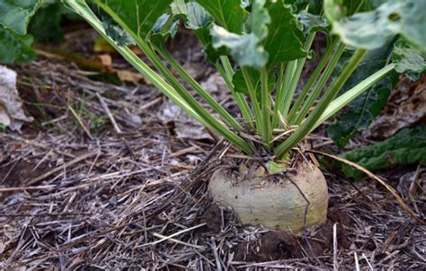 How many sugar are in turnips with garden vegetables - calories, carbs, nutrition